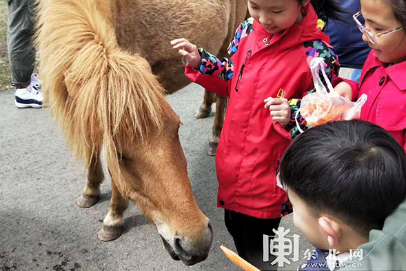 看國寶賞春雪喂麋鹿 “五一”假期龍江森工集團各景區待客忙