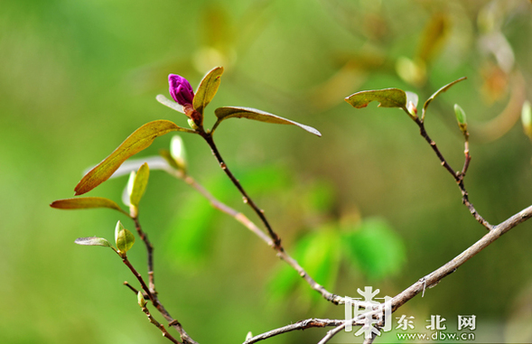 又到山花爛漫時