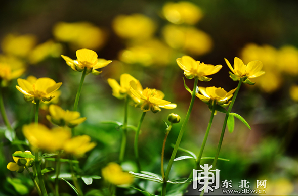 又到山花爛漫時