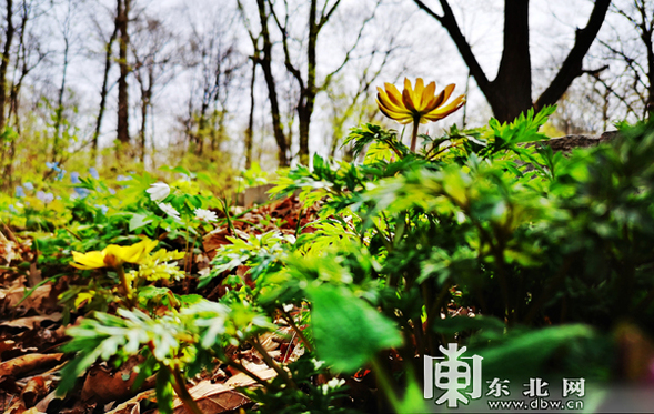 又到山花爛漫時