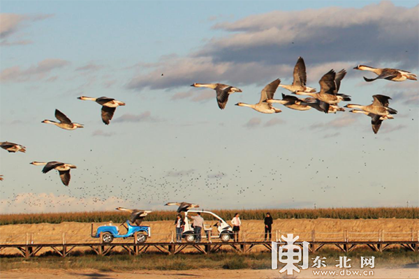 龍江春季觀鳥地圖：追尋空中精靈一同叫醒春天