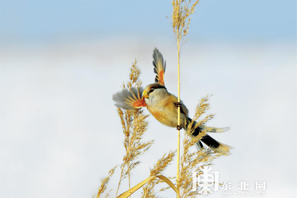 龍江春季觀鳥地圖：追尋空中精靈一同叫醒春天