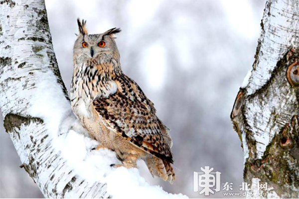 龍江春季觀鳥地圖：追尋空中精靈一同叫醒春天