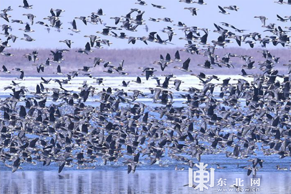 龍江春季觀鳥地圖：追尋空中精靈一同叫醒春天