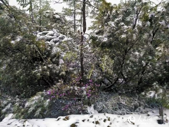 “中國愛情小鎮”大興安嶺新林迎來浪漫飄雪