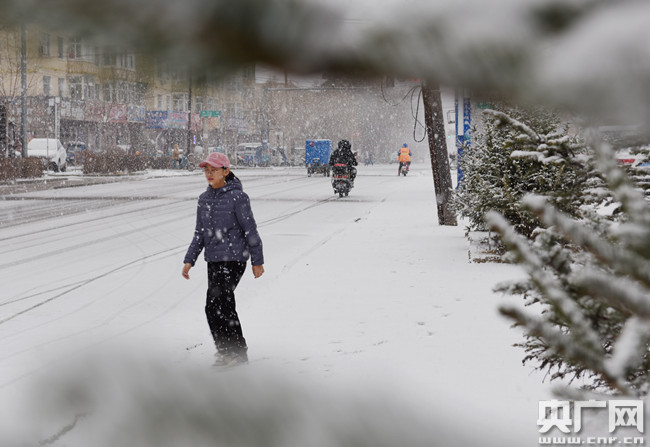 黑龍江大興安嶺呼瑪縣四月飛雪