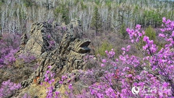 大興安嶺松嶺舉辦第二屆“杜鵑花似海 情定飛龍山”攝影節