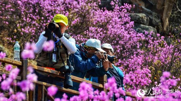 大興安嶺松嶺舉辦第二屆“杜鵑花似海 情定飛龍山”攝影節