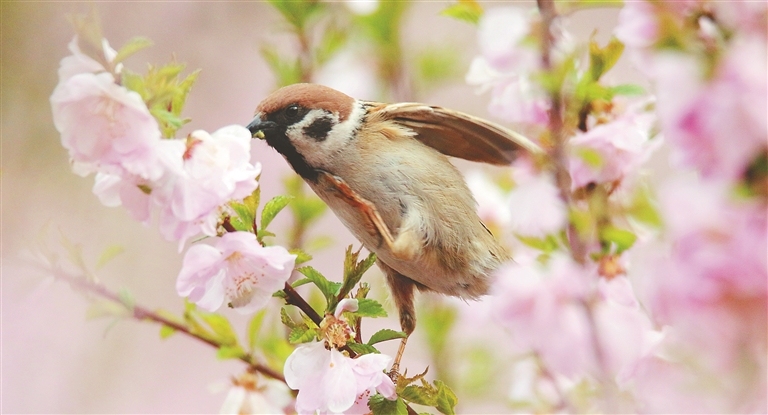 倡議！ 愛鳥護鳥