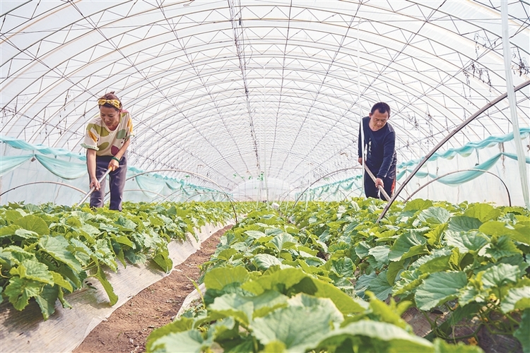 齊齊哈爾：特色種植富農家