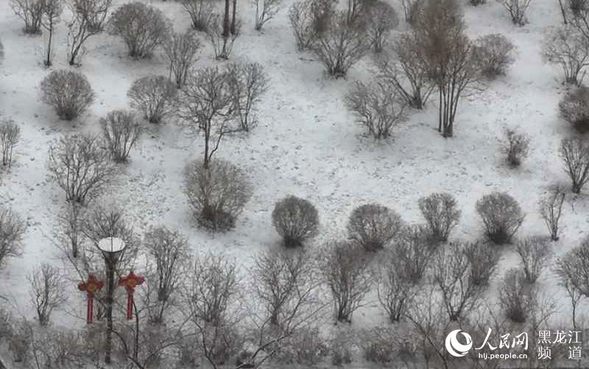 冰城四月迎春雪 最低氣溫跌至零下