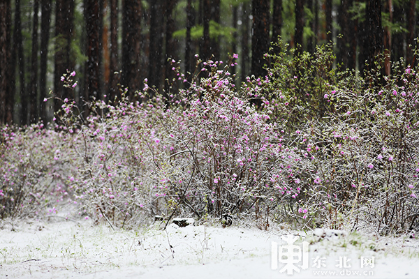 黑龍江漠河五月迎飛雪