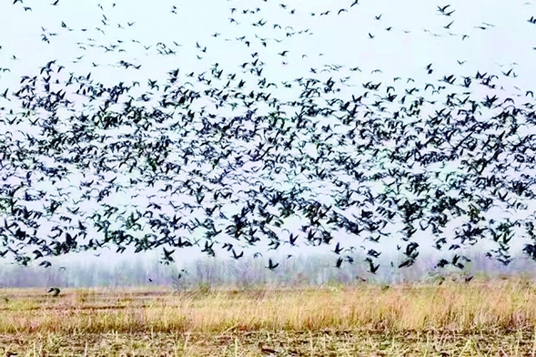 黑龍江江十大觀鳥地帶你感受“鳥類天堂”