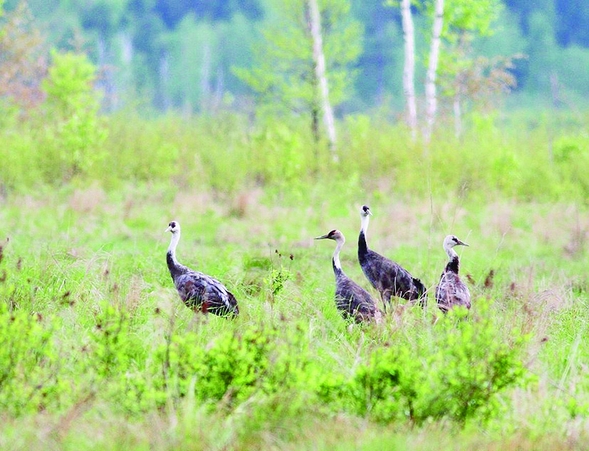 黑龍江江十大觀鳥地帶你感受“鳥類天堂”