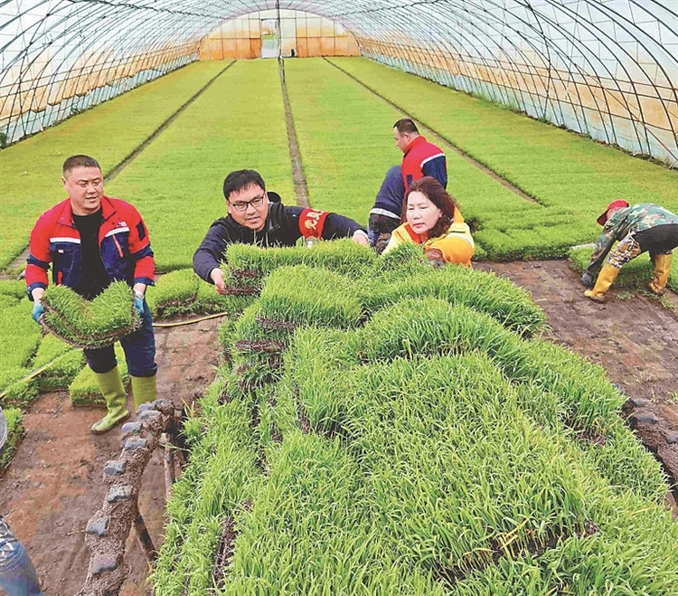 北大荒集團建三江分公司一千萬畝水田高標準插秧 田間機械化率99%