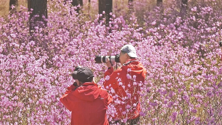 大興安嶺：邊城杜鵑映山紅_fororder_111