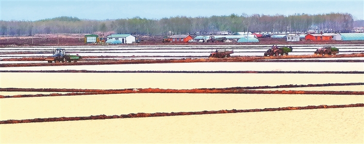 北大荒集團建三江分公司一千萬畝水田高標準插秧 田間機械化率99%