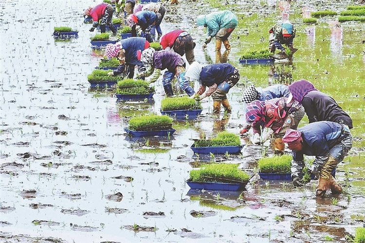 五常“我為祖國獻好米” 春耕大典舉行