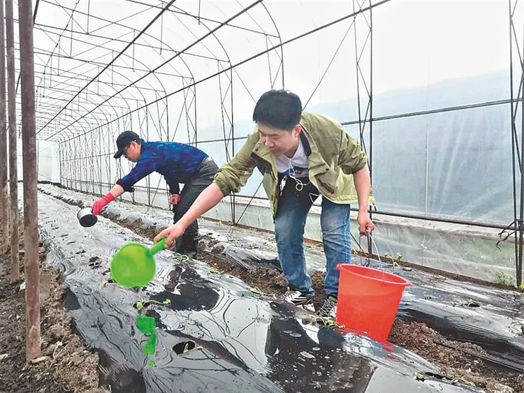 高標準果蔬從“土”上下功夫