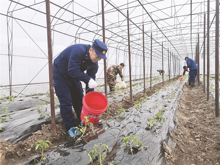 高標準果蔬從“土”上下功夫