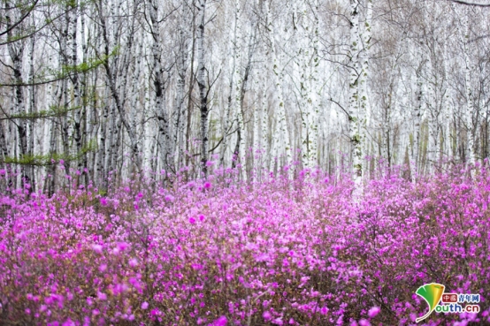 花海映靚粧 平臺赴春約 黑河遜克縣舉辦首屆賞花節