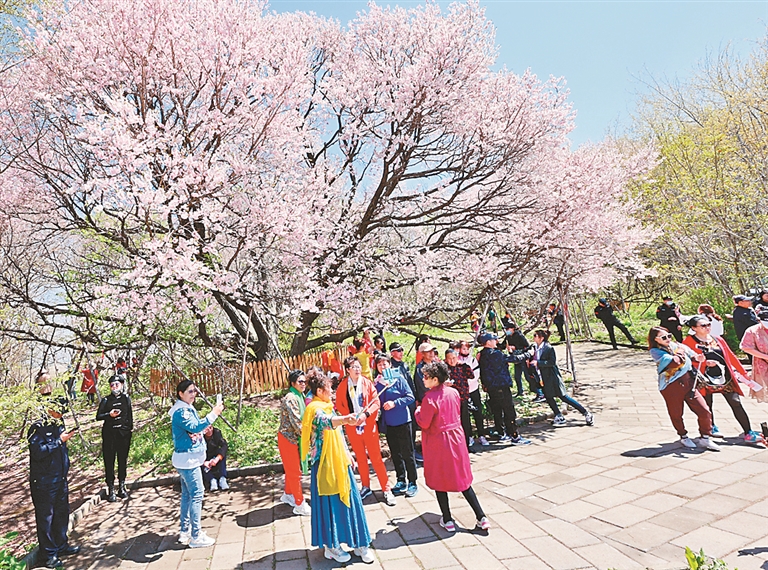 密山“杏花節”助力旅遊産業