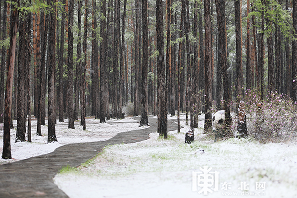 黑龍江漠河五月迎飛雪