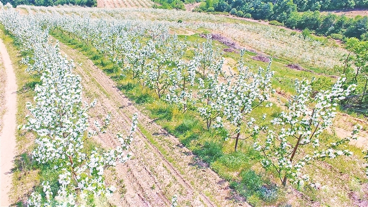 牡丹江：荒山變果園 花開引客來_fororder_888