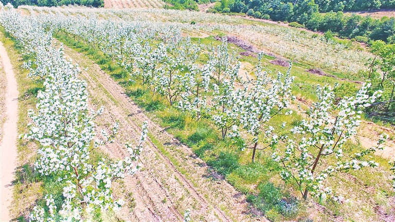 牡丹江：荒山變果園 花開引客來_fororder_888