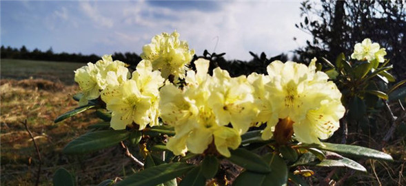 牛皮杜鵑花 花開鳳凰山