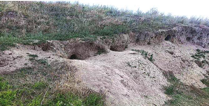 黑龍江大慶：肇源有個“神秘島”，鳥飛狐狸跑