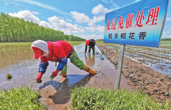 “航天果蔬”兩年試種獲成功