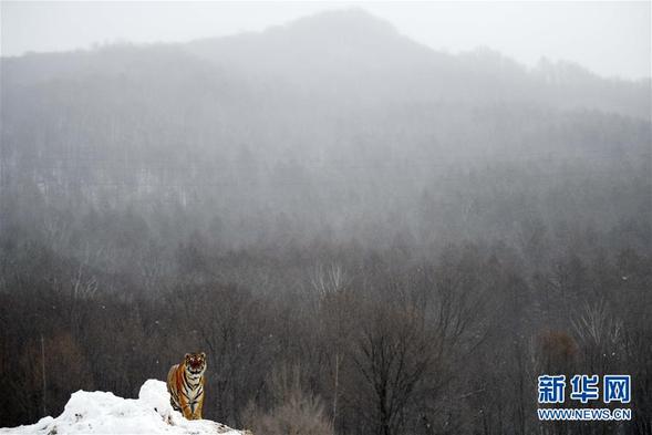 生態中國·疊翠興安築屏障