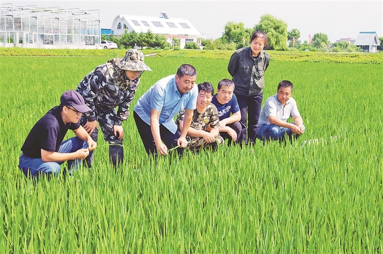 專家盛夏忙下鄉