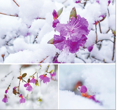 雙鴨山：杜鵑映雪美如畫