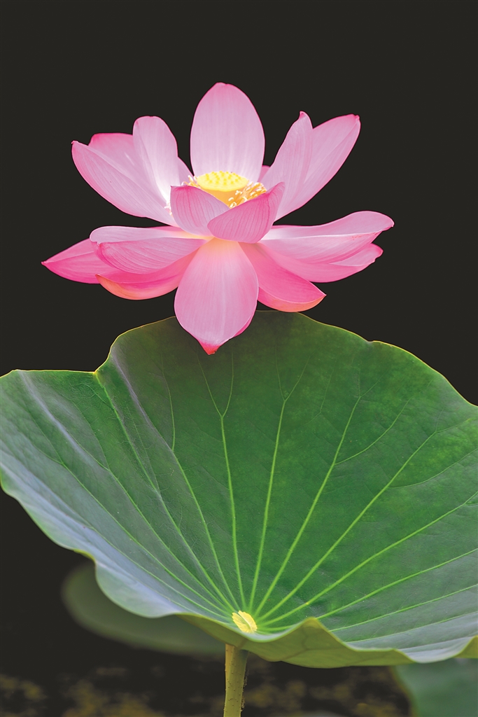 方正蓮花節 一季花開引來百業繁華