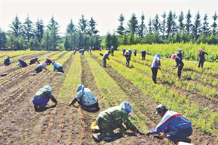 大興安嶺：寒地中草藥全産業鏈條“舞起來”