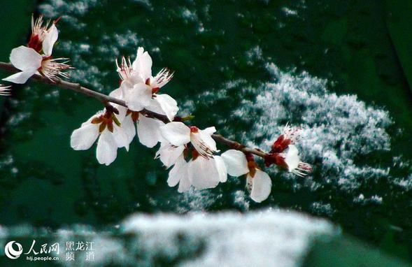 送走風霜雨雪後哈爾濱市迎來升溫天氣 最高氣溫升至25℃以上