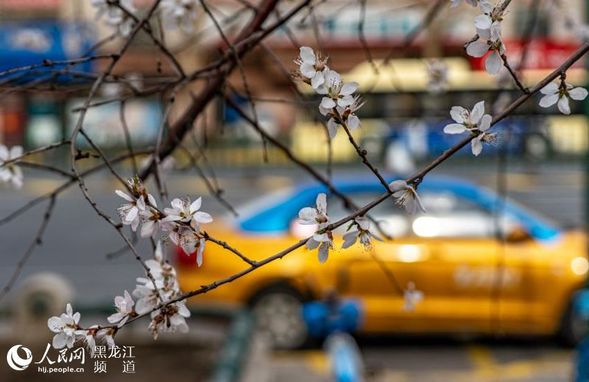 送走風霜雨雪後哈爾濱市迎來升溫天氣 最高氣溫升至25℃以上