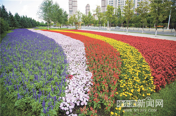 城市公園滿城芳 冰城夏都美如畫