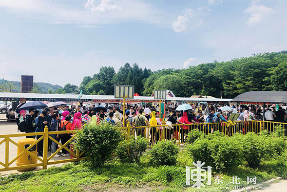 10萬餘株高山牛皮杜鵑花在鳳凰山空中花園綻放