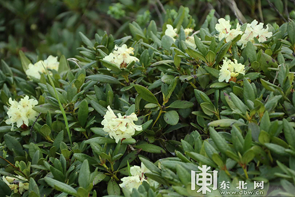 10萬餘株高山牛皮杜鵑花在鳳凰山空中花園綻放