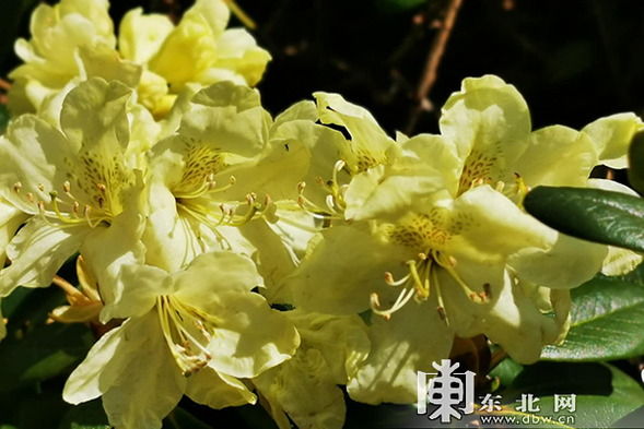 10萬餘株高山牛皮杜鵑花在鳳凰山空中花園綻放