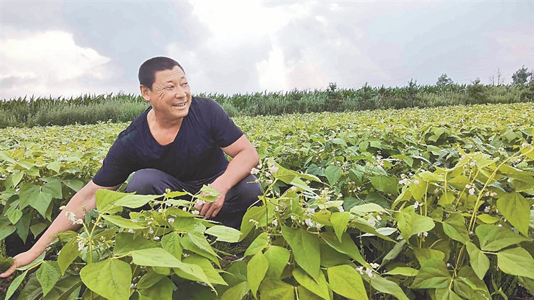 龍江油豆角“火出圈” 強勁開啟全産業鏈加速度