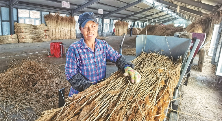 小蘆葦編織 鄉村振興路