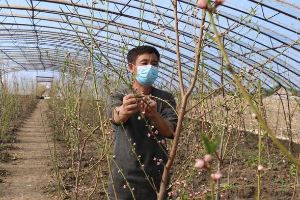 【OK有修改】【黑龍江】【供稿】在那桃花盛開的地方——綏化市明水縣油桃産業發展紀實