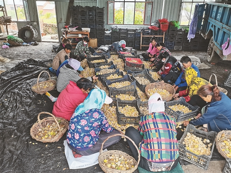 齊齊哈爾：黃菇娘變身致富“金豆子”