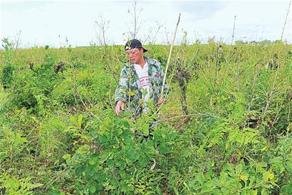 黑河：柞蠶養殖富了永和村民