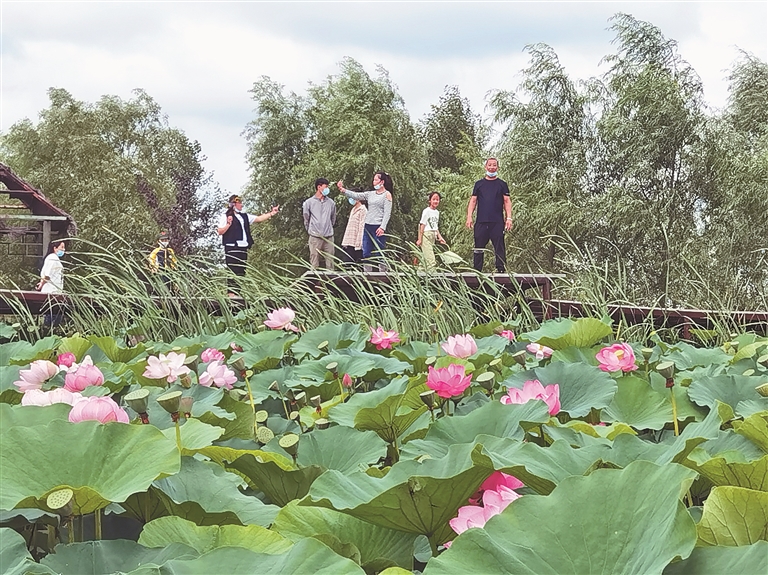 荷花綻放鄉村美