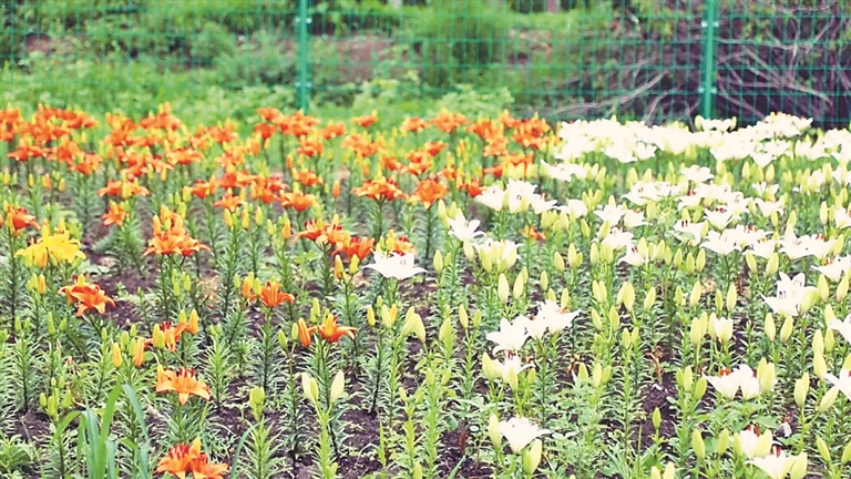 安達利用小菜園打造“小藥園”